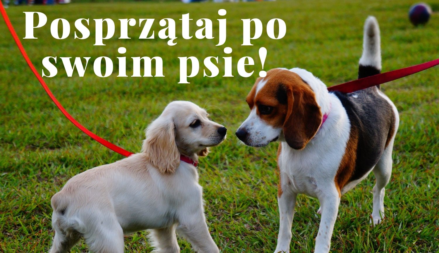 Posprzątajpo swoim psie