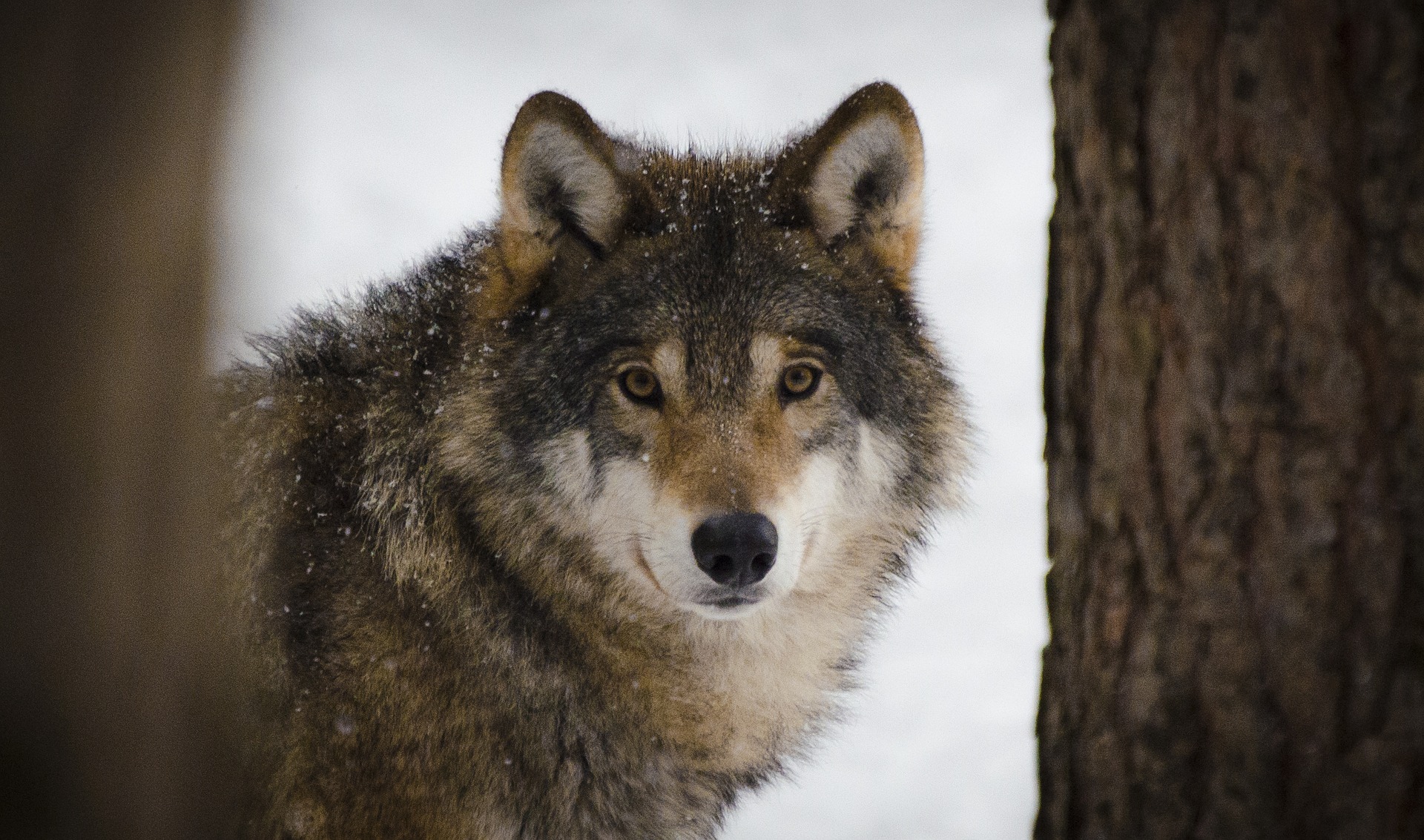 wolf 2106894 1920